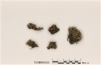 藏品(石蕊屬)的圖片